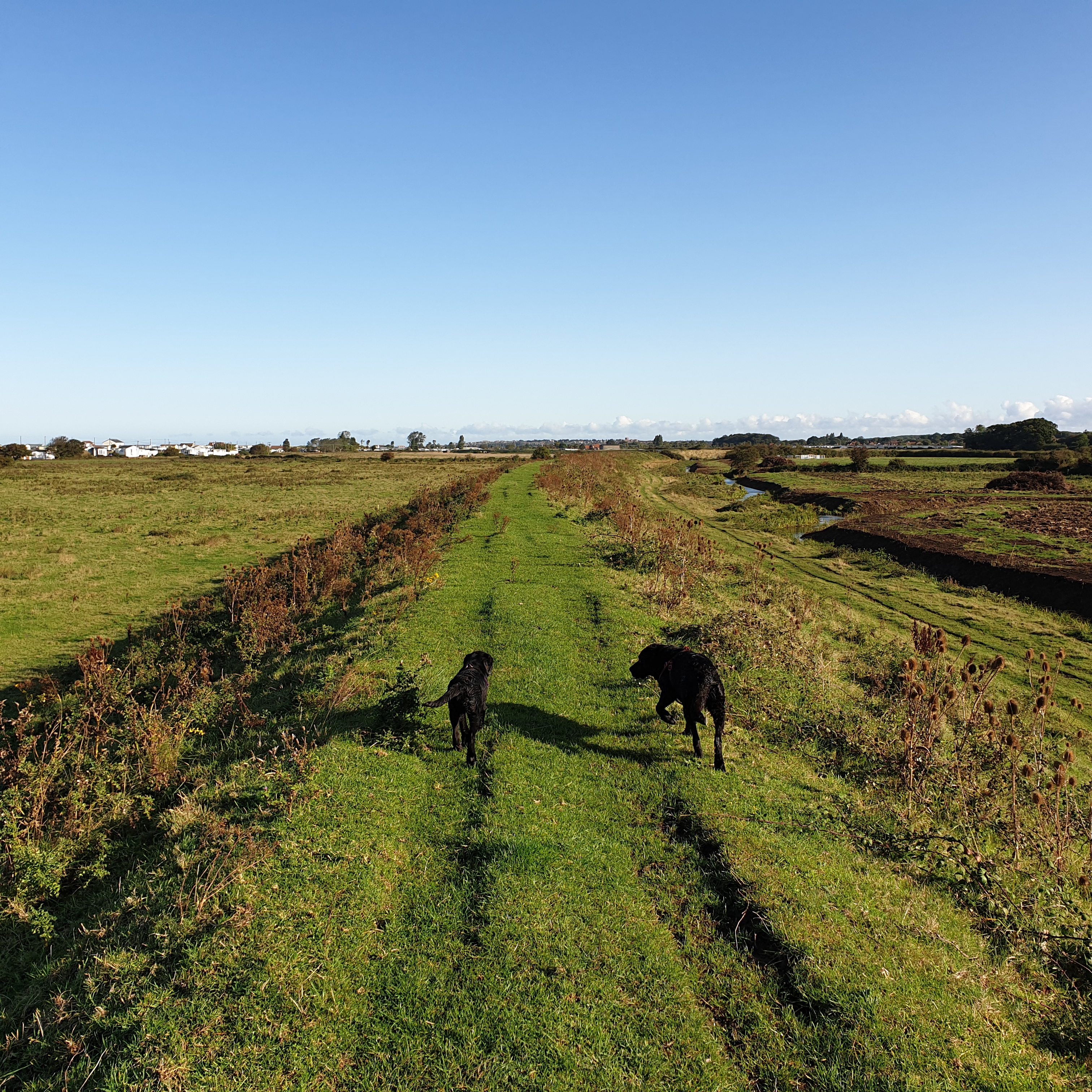 Two dogs walking down a grassy path in the wide open Norfolk countryside