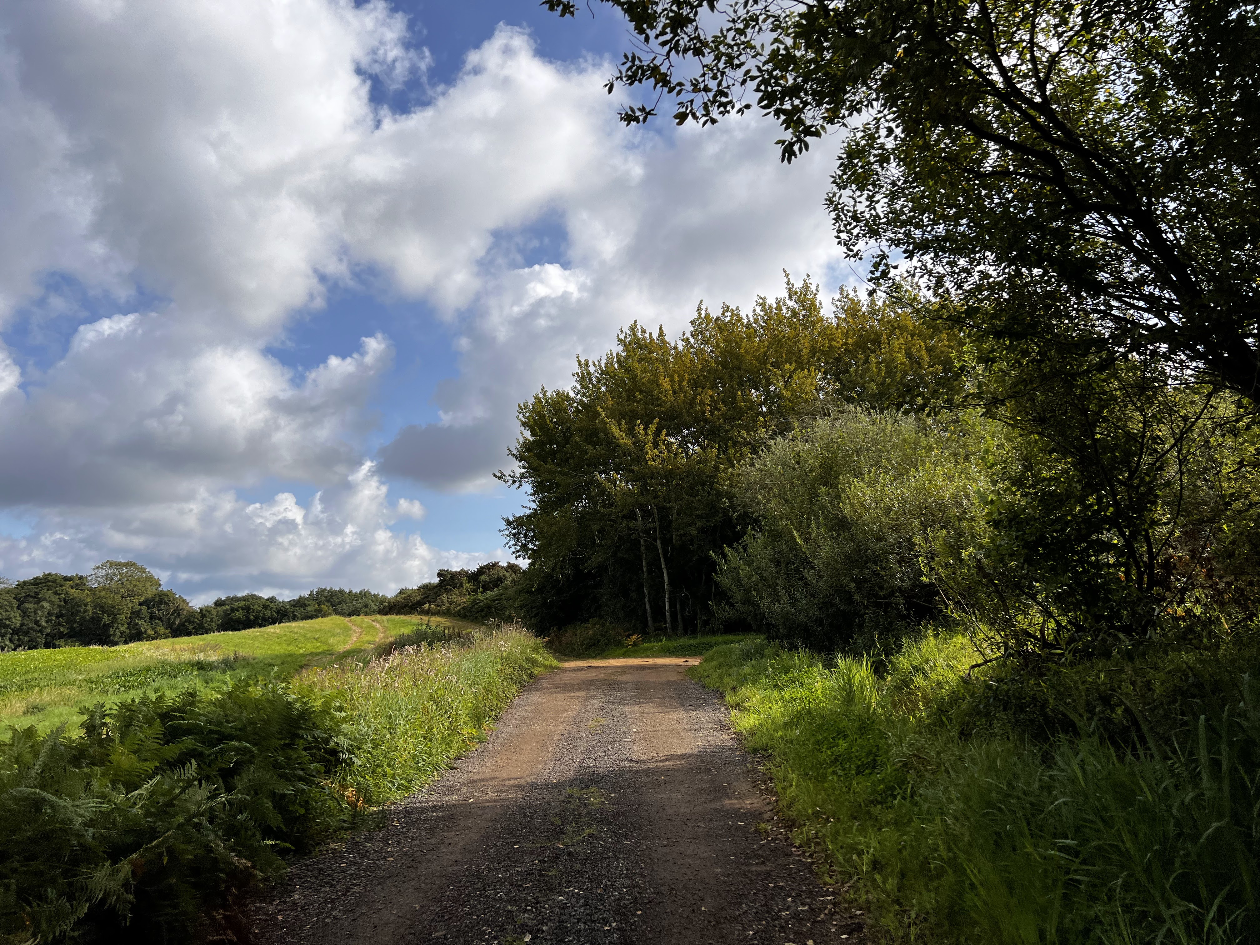 A path through a lush woodland in North Norfolk on a sunny day